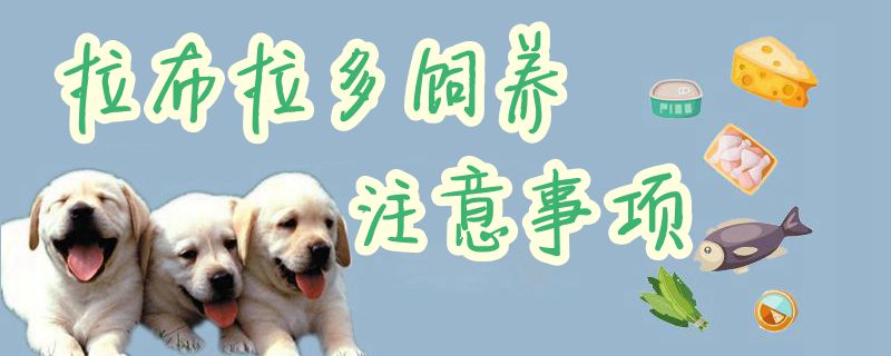 拉布拉多飼養注意事項1