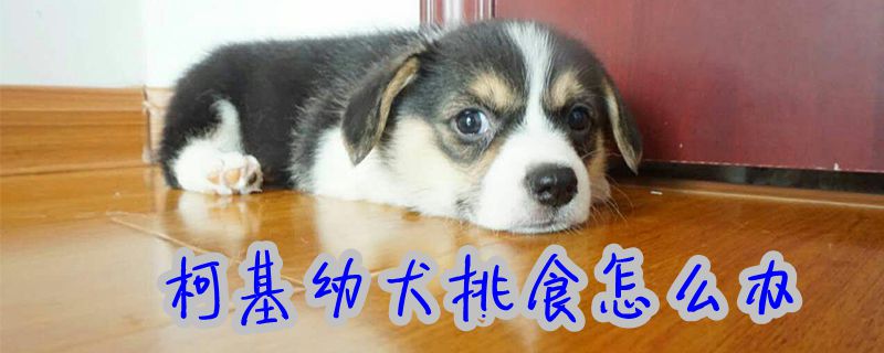 柯基幼犬挑食怎么辦1