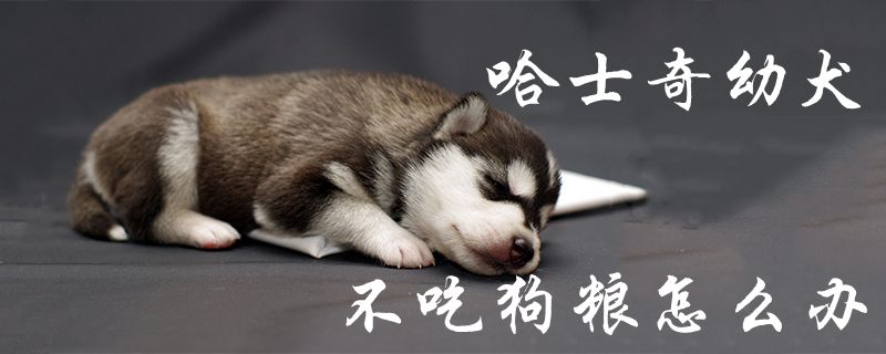 哈士奇幼犬不吃狗糧怎么辦1