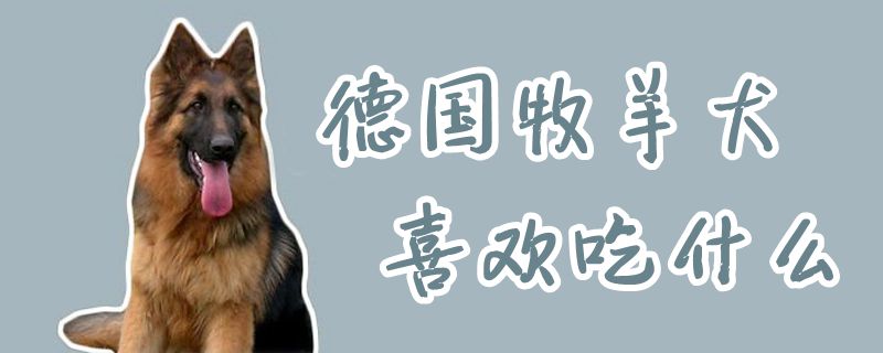 德國牧羊犬喜歡吃什么