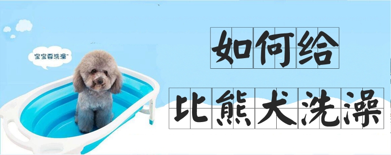 如何給比熊犬洗澡