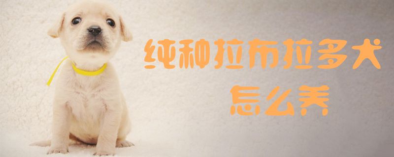 純種拉布拉多犬怎么養(yǎng)1