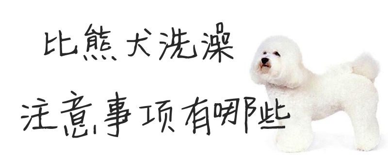 比熊犬洗澡注意事項(xiàng)有哪些