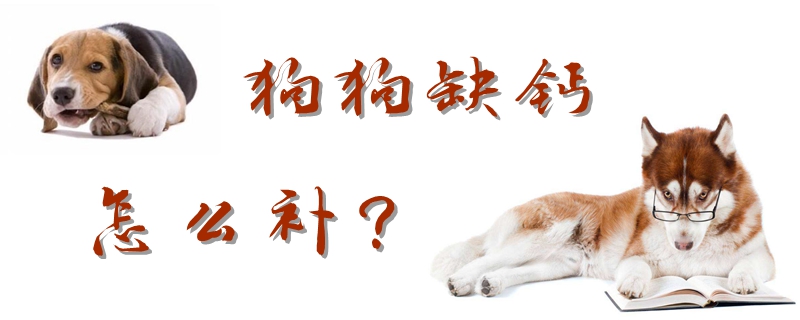 狗狗缺鈣怎么補
