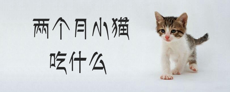 兩個月小貓吃什么