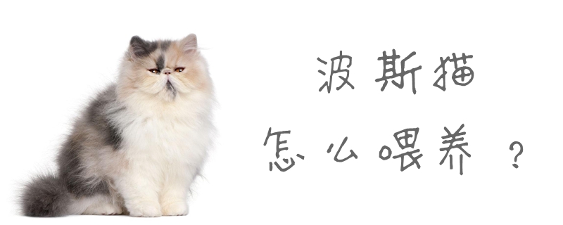 波斯貓怎么喂養