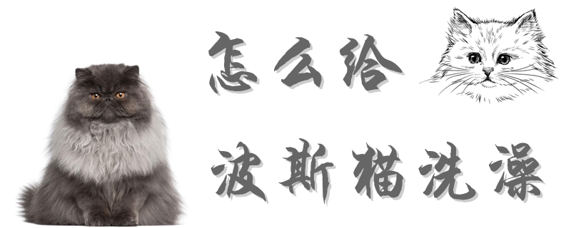 怎么給波斯貓洗澡