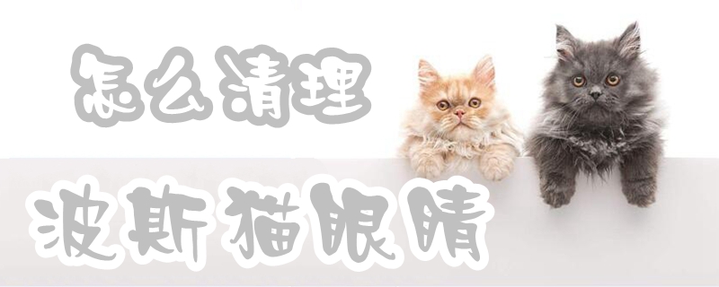 波斯貓眼睛怎么清理