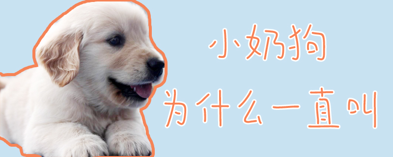 小奶狗為什么一直叫