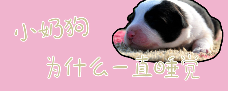 小奶狗為什么一直睡覺(jué)