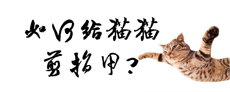 如何給貓貓剪指甲