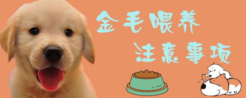 金毛喂養注意事項