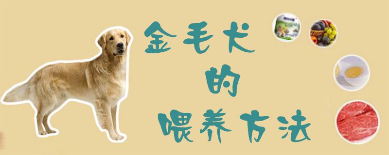 金毛犬的喂養(yǎng)方法1