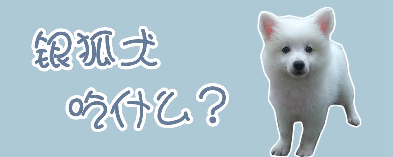 銀狐犬吃什么