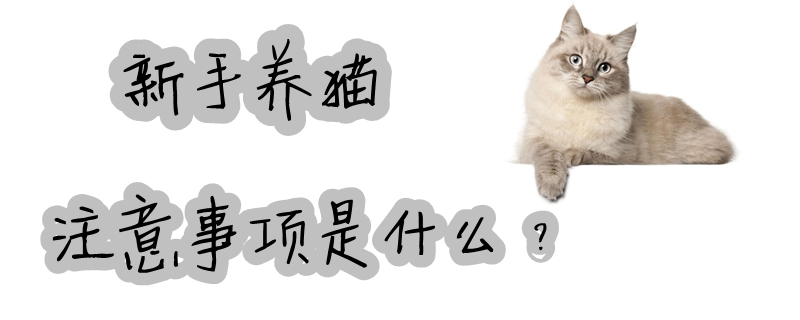 新手養貓注意事項是什么