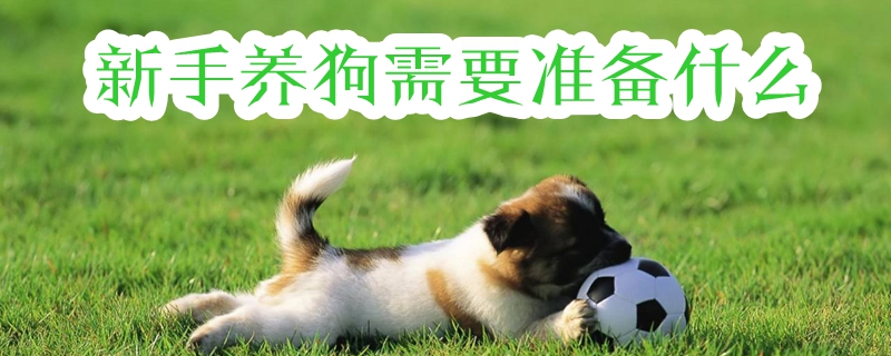 新手養(yǎng)狗需要準(zhǔn)備什么