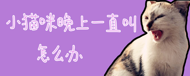 小貓咪晚上一直叫怎么辦