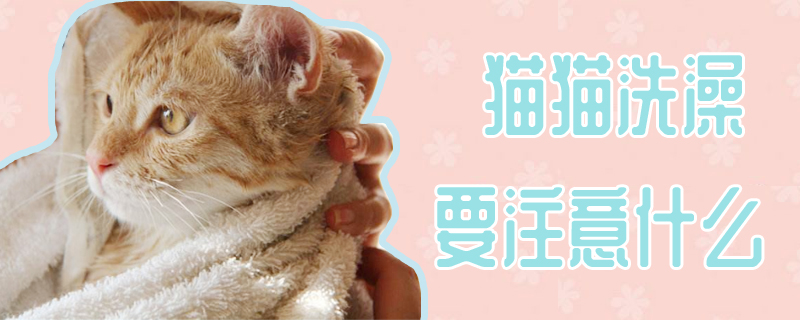 貓貓洗澡要注意什么