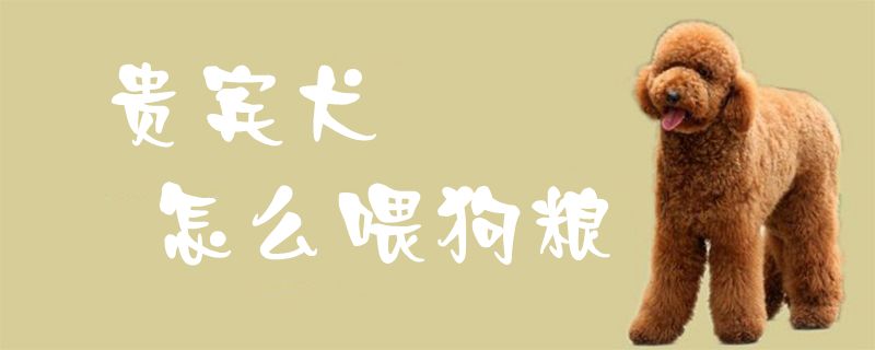 貴賓犬怎么喂狗糧1