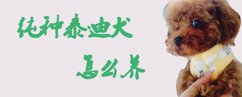 純種泰迪犬怎么養1