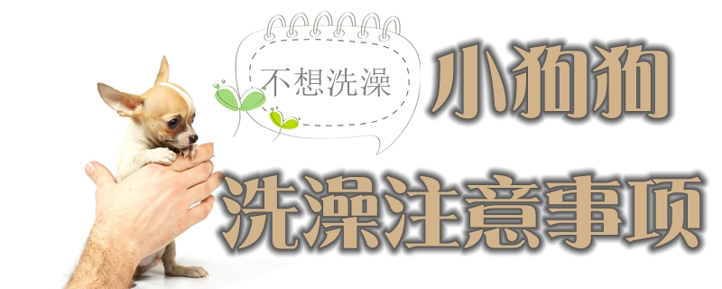 給小狗狗洗澡注意事項有哪些