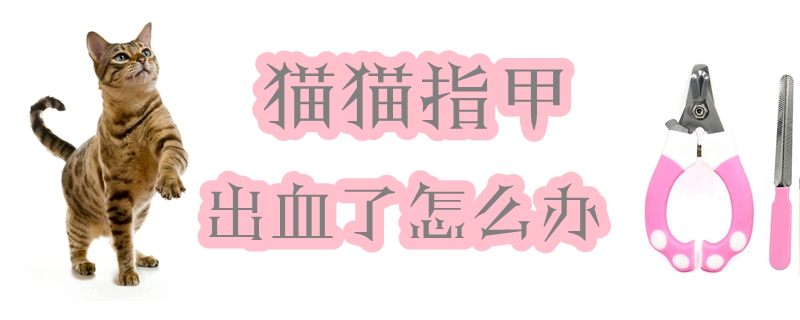 貓貓指甲出血了怎么辦