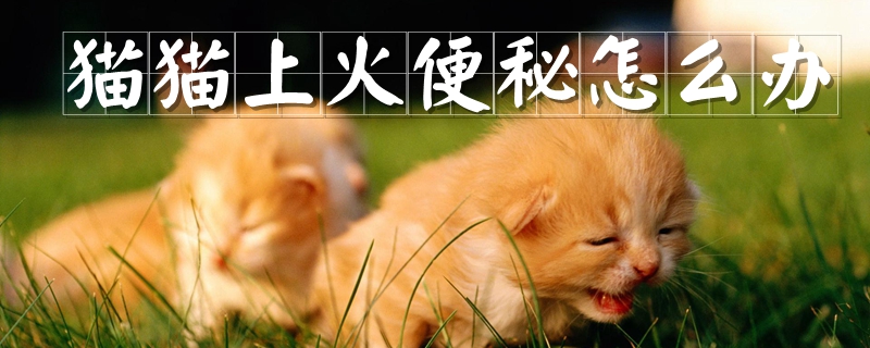 貓貓上火便秘怎么辦