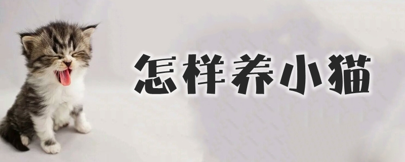 怎樣養小貓