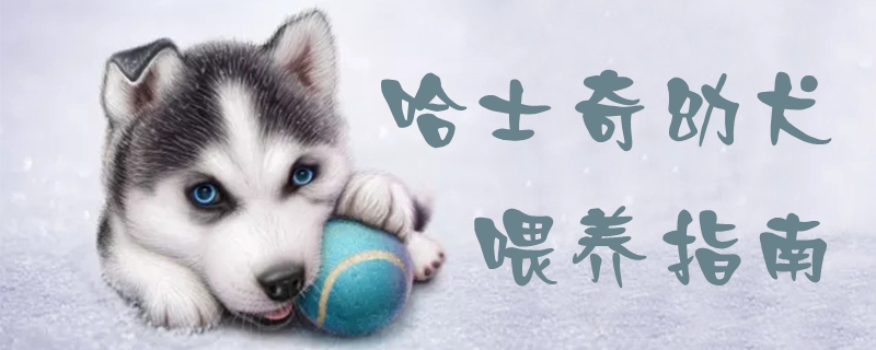哈士奇幼犬喂養指南1