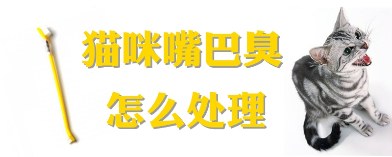 貓咪嘴巴臭怎么處理