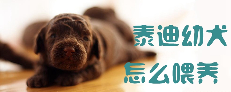 泰迪幼犬怎么喂養(yǎng)1