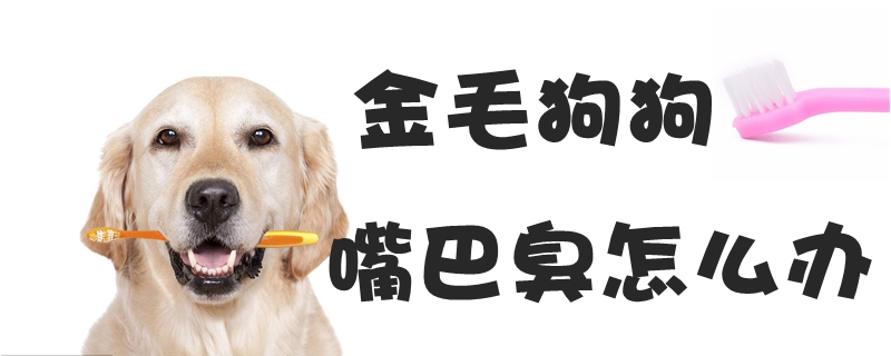 金毛狗狗嘴巴臭怎么辦