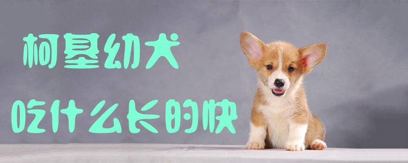 柯基幼犬吃什么長的快1