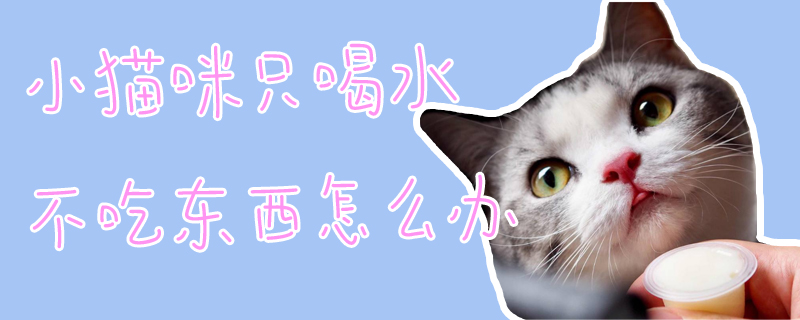 小貓咪只喝水不吃東西怎么辦