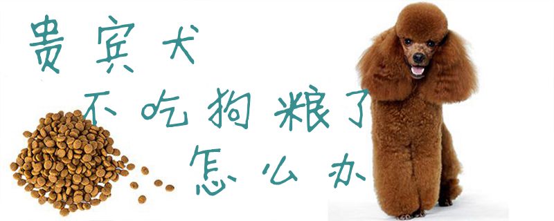 貴賓犬不吃狗糧了怎么辦1