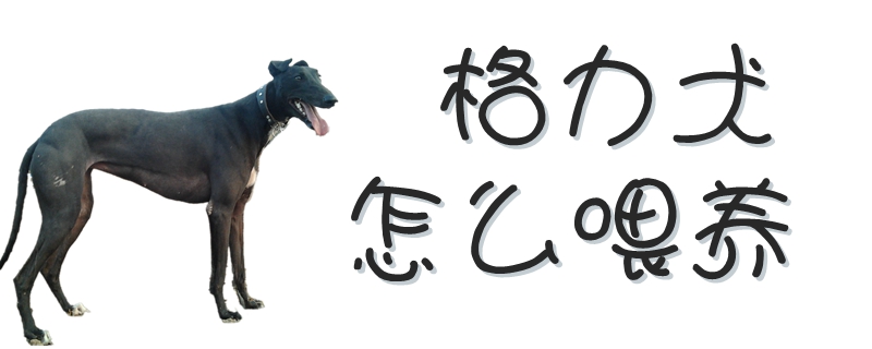 格力犬怎么喂養