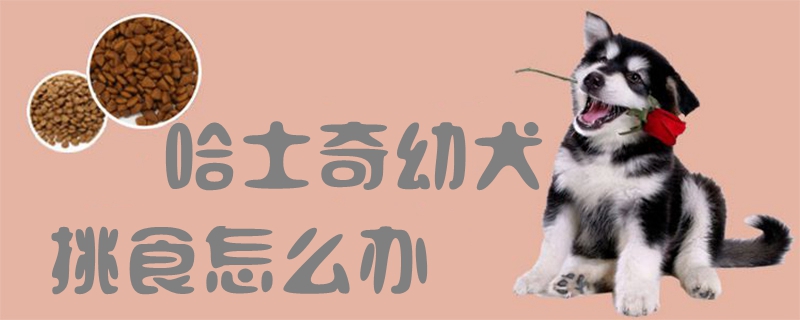哈士奇幼犬挑食怎么辦1