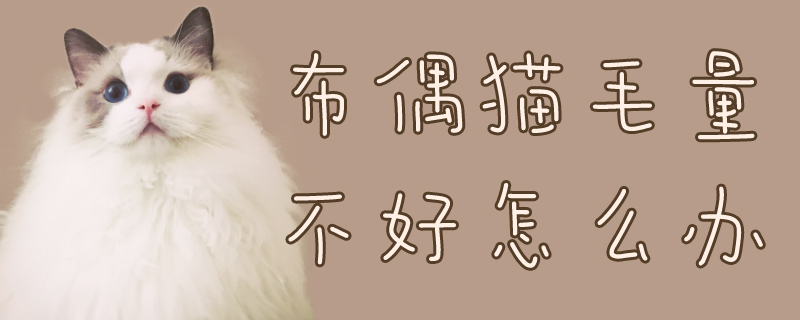 布偶貓毛量不好怎么辦