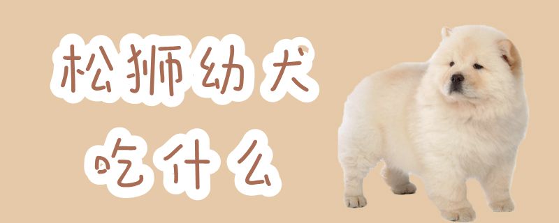 松獅幼犬吃什么