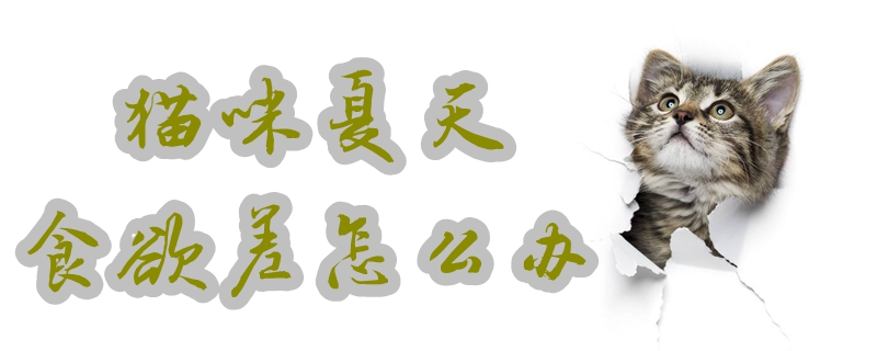 貓咪夏天食欲差怎么辦