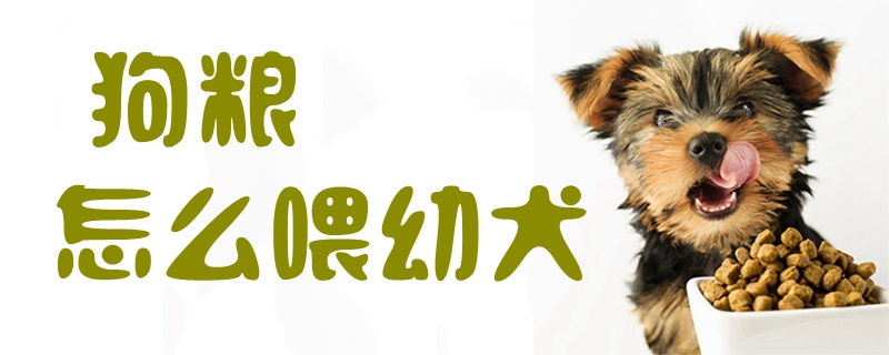 狗糧怎么喂幼犬1
