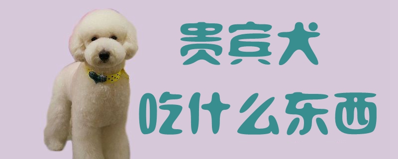 貴賓犬吃什么東西1