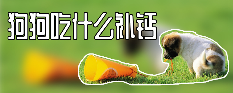狗狗吃什么補(bǔ)鈣