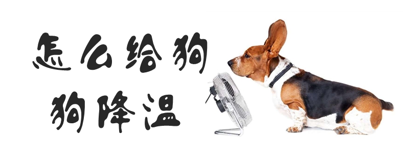 怎么給狗狗降溫