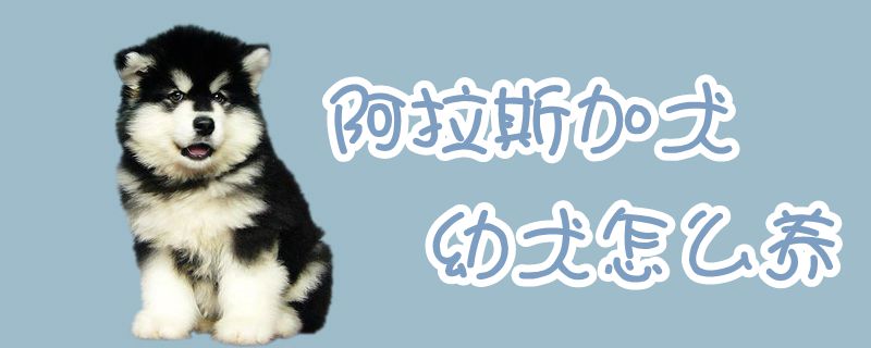 阿拉斯加犬幼犬怎么養