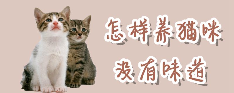 怎樣養(yǎng)貓咪沒有味道