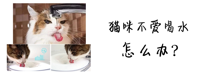 貓咪不愛(ài)喝水怎么辦