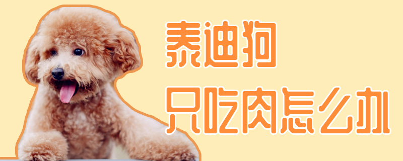 泰迪狗只吃肉怎么辦