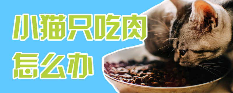 小貓只吃肉怎么辦