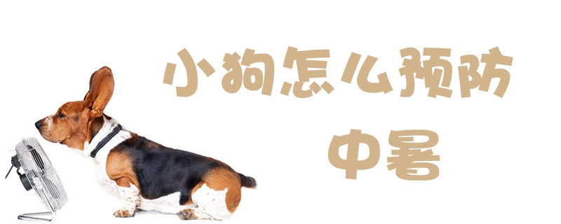 小狗怎么預防中暑